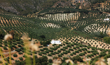 Aceite de oliva virgen extra Priego de Córdoba: autenticidad y calidad garantizada.