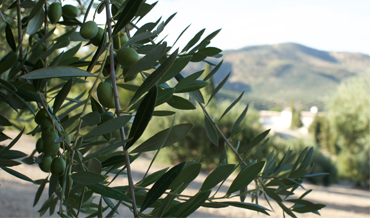 Aceite de oliva virgen extra Priego de Córdoba: autenticidad y calidad garantizada.